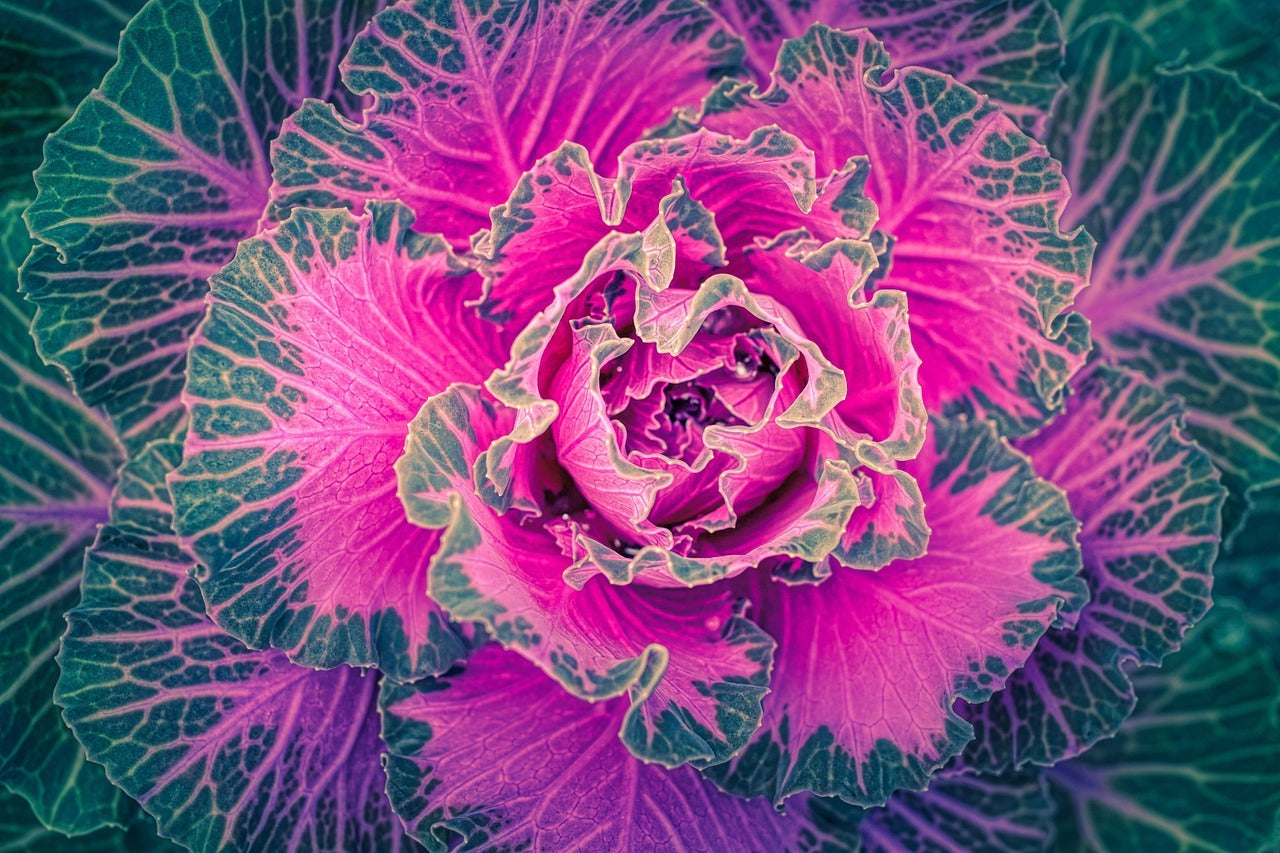 Decorative brassica oleracea in landscape borders