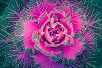 Decorative brassica oleracea in landscape borders