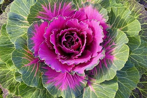 Red brassica oleracea samen für aussaat