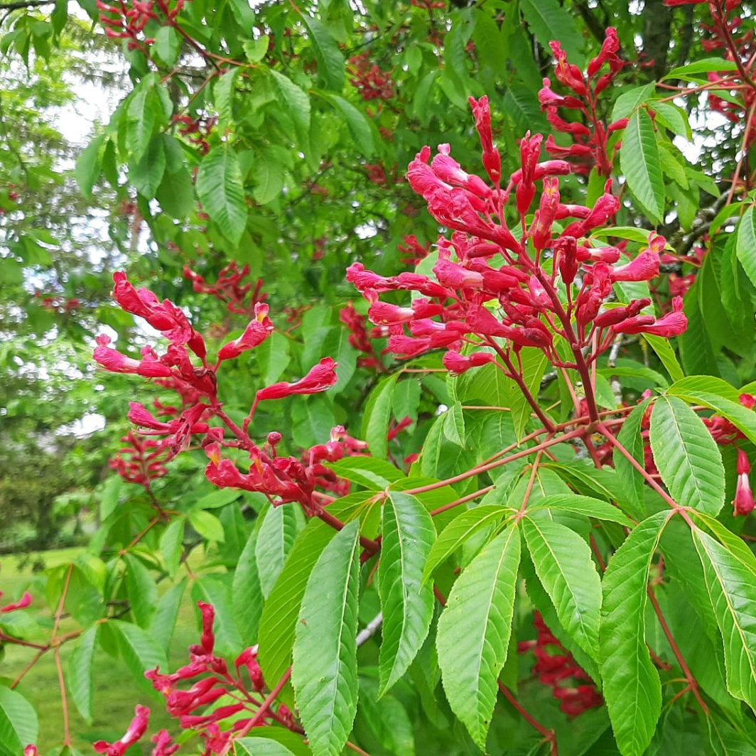 Rot buckeye tree for landscaping