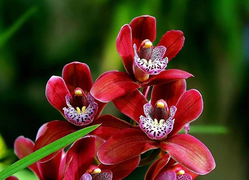 Rot butterfly orchid blume samen for anpflanzung – exotic rot blooms