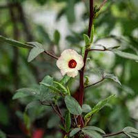 Rot calyx hibiscus samen rosella variety for gardens