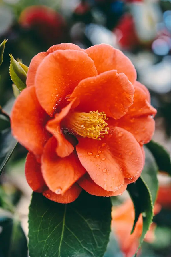 Rosa Orange Kamelie Blumensamen zur Aussaat – pflegeleicht – Traditionssorte & ohne Gentechnik Samen Hausgarten