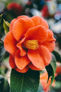 Rosa Orange Kamelie Blumensamen zur Aussaat – pflegeleicht – Traditionssorte & ohne Gentechnik Samen Hausgarten