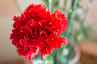 Rot carnation blume samen for anpflanzung