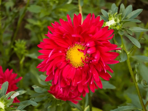 Aster China Blumensamen zur Aussaat Wildblume Mischung Traditionssorte & ohne Gentechnik Samen Hausgarten