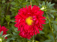 Aster China Blumensamen zur Aussaat Wildblume Mischung Traditionssorte & ohne Gentechnik Samen Hausgarten