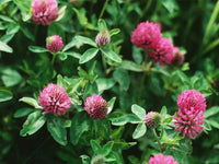 Clover Blumensamen zur Aussaat – Schnitt Blume beliebt – Traditionssorte & ohne Gentechnik Samen Hausgarten