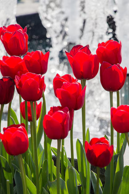 Rot Tulpe Blumensamen zur Aussaat – pflegeleicht – Traditionssorte & ohne Gentechnik Samen Hausgarten