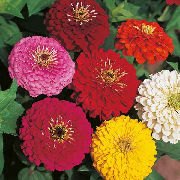Zinnia blume samen in rot and cream for anpflanzung