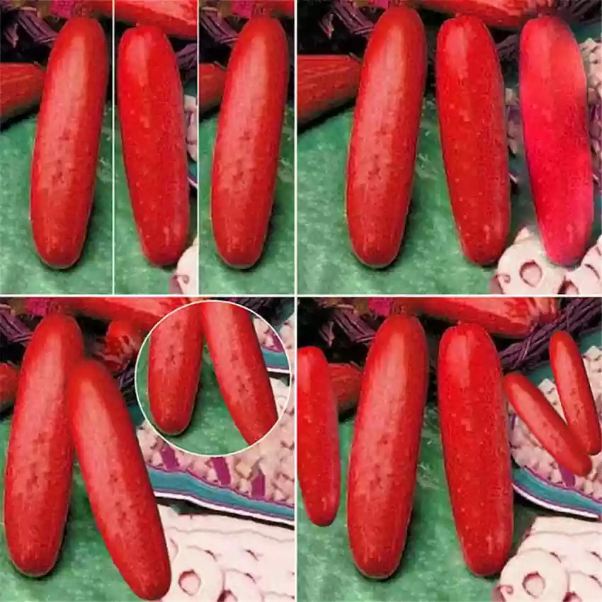 Red cucumber samen ideal für backyard gardens