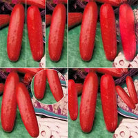 Red cucumber samen ideal für backyard gardens