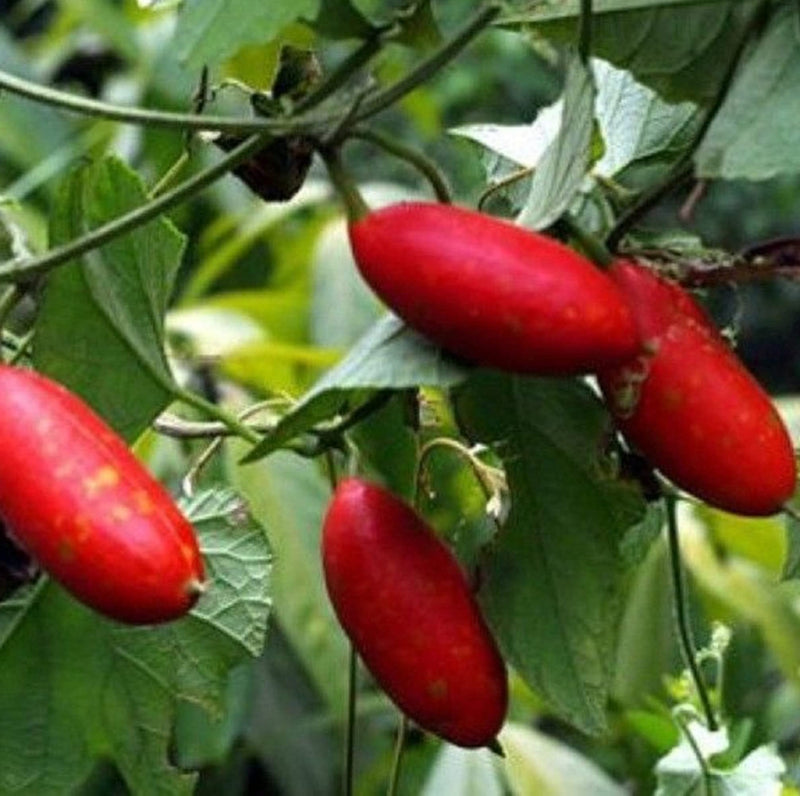 Organic red cucumber samen für home gardening