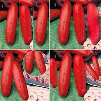 Red cucumber vine samen für einfachen garten wachsend