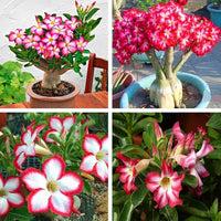 Vibrant rot desert rose pflanze