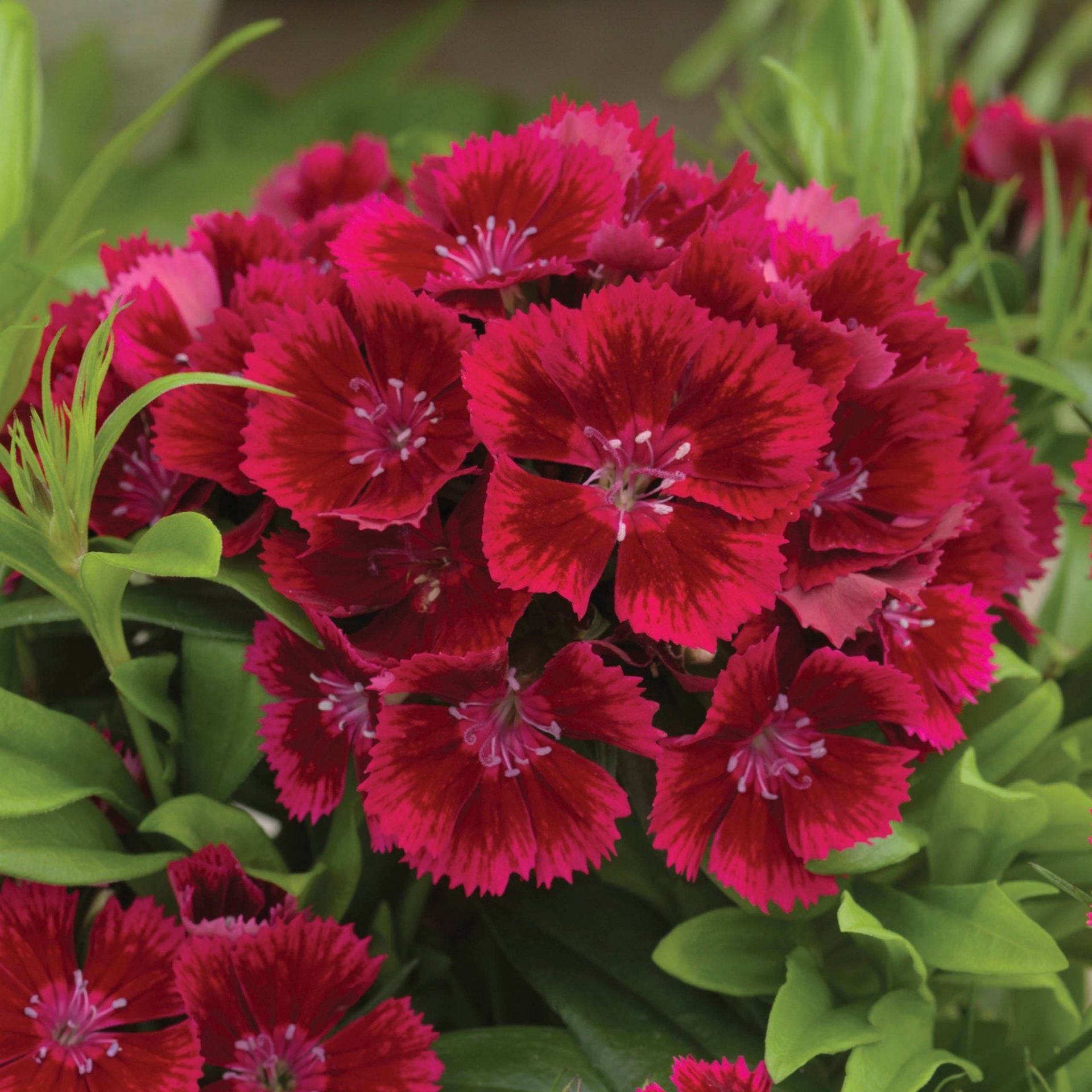Rot dianthus caryophyllus blume samen for anpflanzung