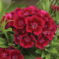 Rot dianthus caryophyllus blume samen for anpflanzung