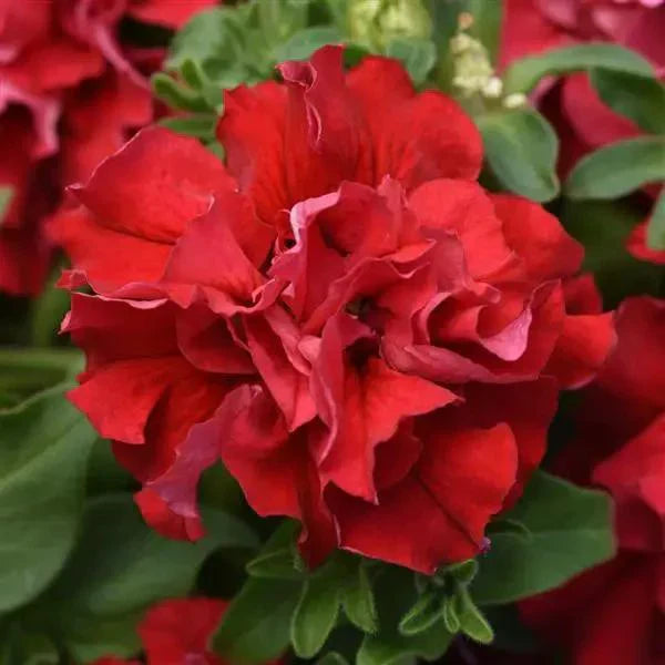 Rot double petunia ruffled blumen