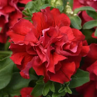 Rot double petunia ruffled blumen