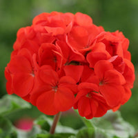Rot edge geranium blume samen for garten anpflanzung