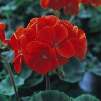 Rot edge pelargonium samen for ornamental anpflanzung