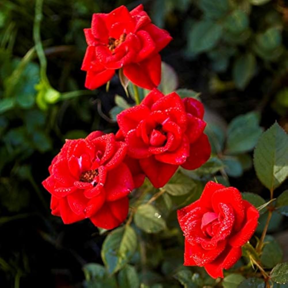 Rot edge rose samen keimend seedlings