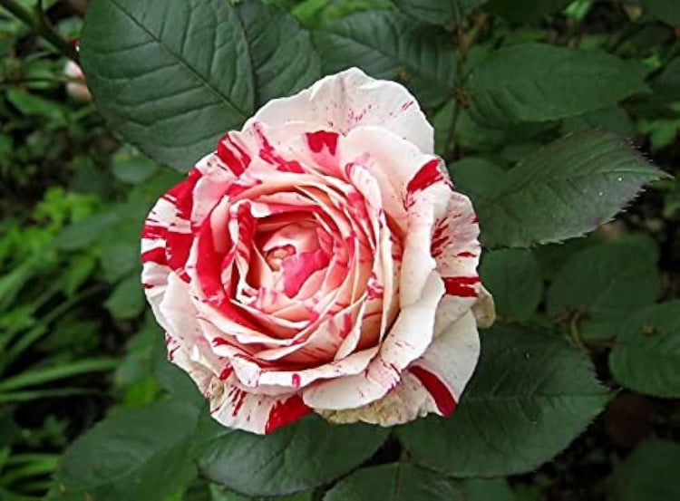 Close-up of asaka weiß rot rose petals