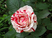 Close-up of asaka weiß rot rose petals
