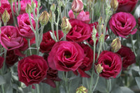 Rot eustoma blumen thriving in töpfen