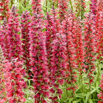 Rot Amoenum Blume Samen zur Aussaat – leuchtend Crimson Blüten für Ihren Garten