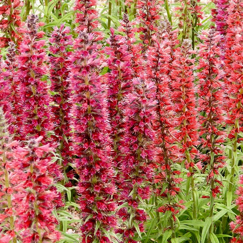 Amoenum rouge – graines de fleurs à semer, floraison cramoisie éclatante pour votre jardin