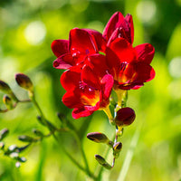 Close-up of rot freesia blooms and foliage