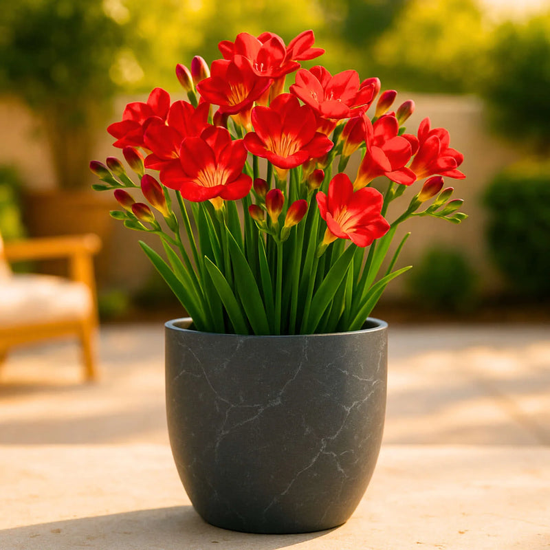 Rot freesia blume samen for anpflanzung
