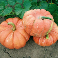 Bright red french pumpkin wachsend in the garten