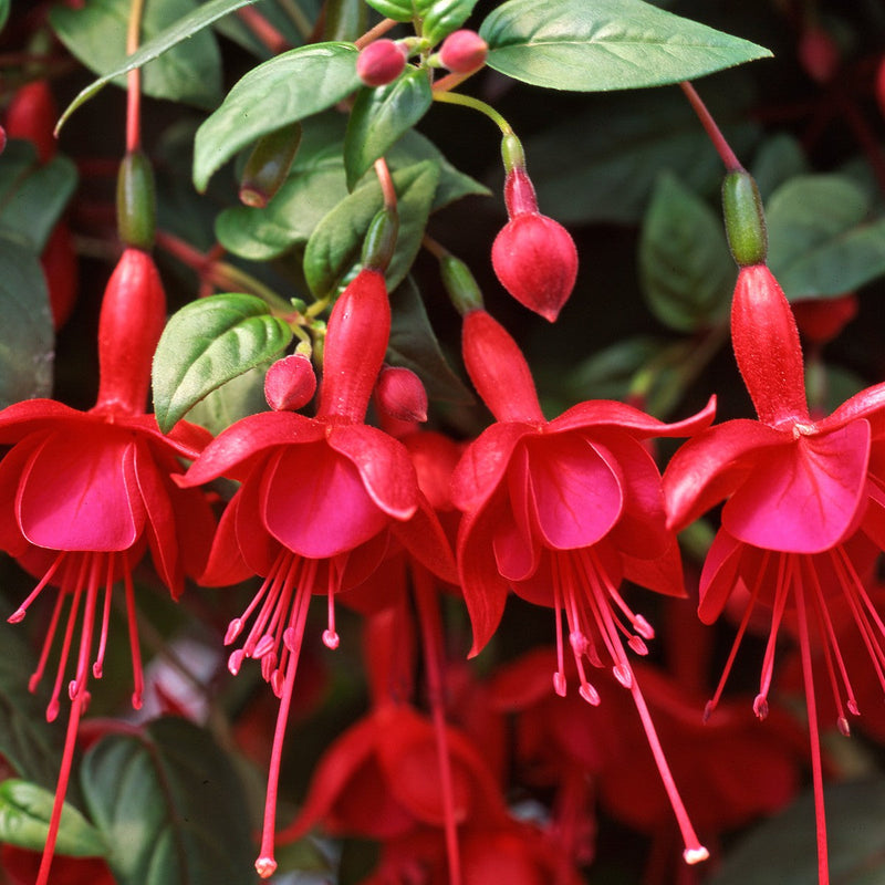 Rot fuchsia blume samen for easy anpflanzung