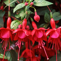 Rot fuchsia blume samen for easy anpflanzung