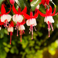 Rot fuchsia blumen wachsend in a shaded garten