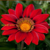 Rot gazania blume samen anpflanzung