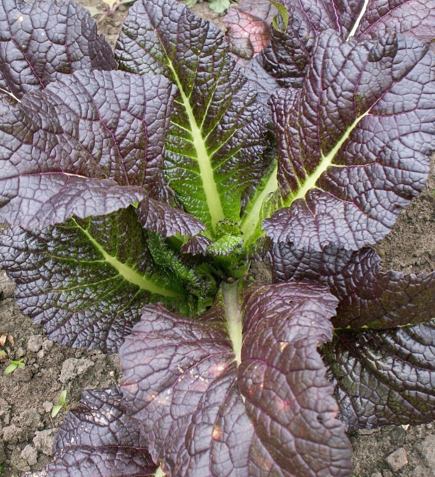 Red Giant Mustard Anbau in Garten bed with large ruby-red leaves