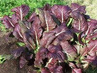 Packet of Red Giant Mustard vegetable Samen