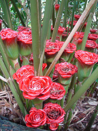 Rot grün torch ginger blumen for tropical garten display