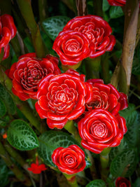 Rot grün torch ginger samen for exotic garten anpflanzung