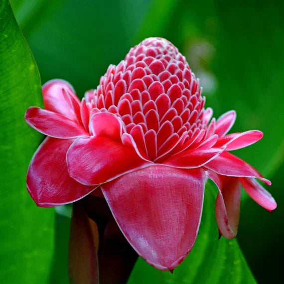 Rot grün torch ginger pflanze samen for anpflanzung