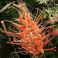 Rot grevillea robusta blume samen for anpflanzung
