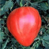 Closeup of red heart tomato samen producing red heart-shaped tomatoes
