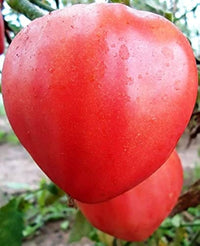 Heart-shaped tomato fruit gezogen aus red heart tomato samen
