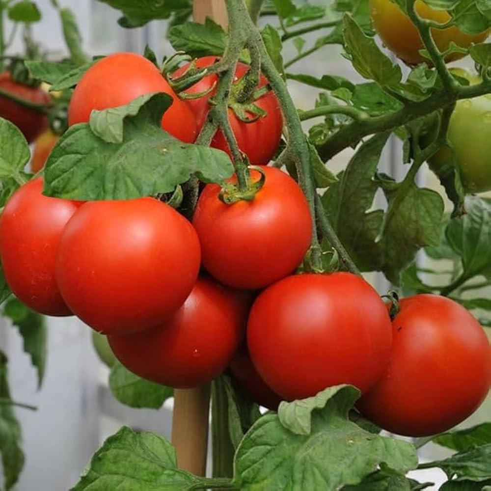 Medium-große red traditionelle tomatoes on vine