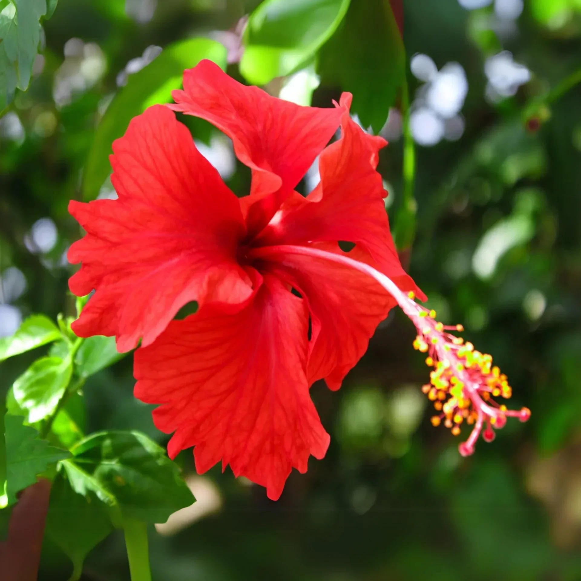 Rot hibiscus blume samen for anpflanzung