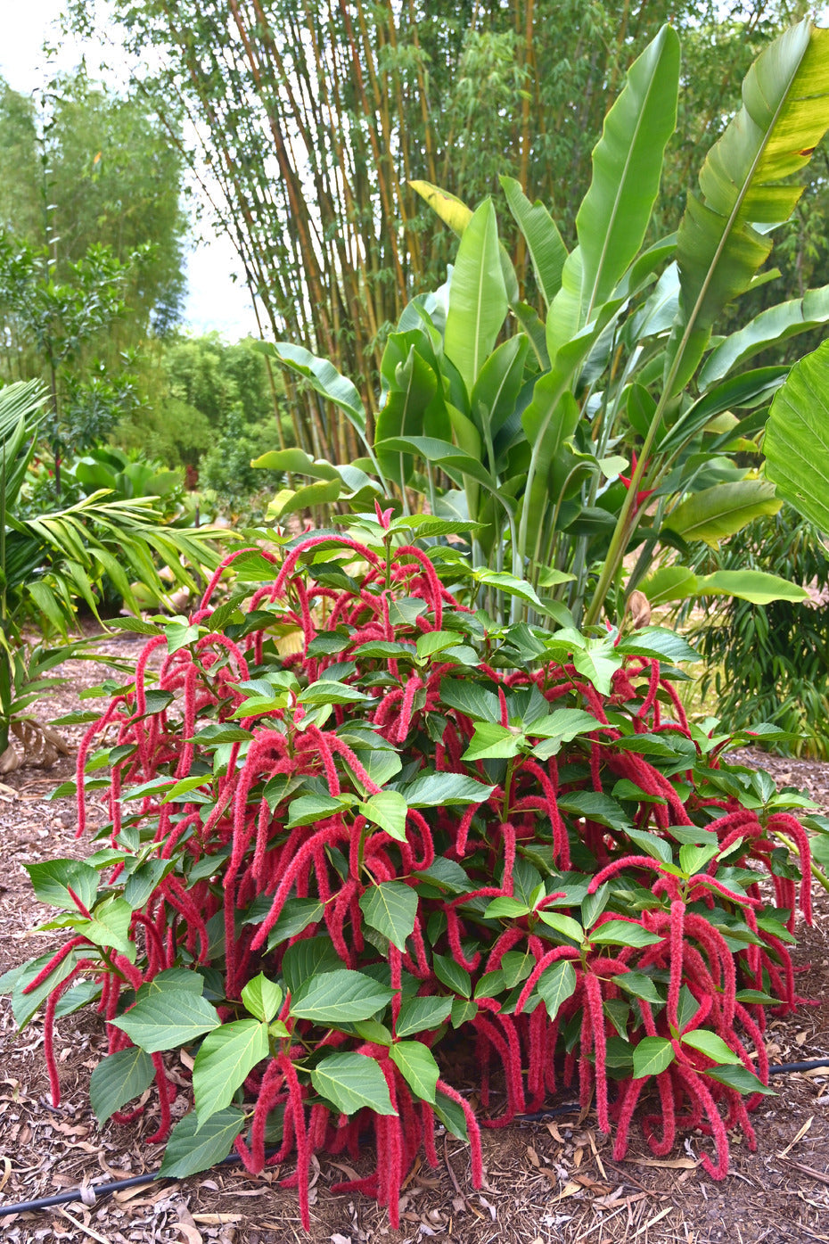 Rot hot cattail blume samen – acalypha hispida tropical pflanze