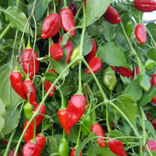 Red inca tomato samen für aussaat high yield variety